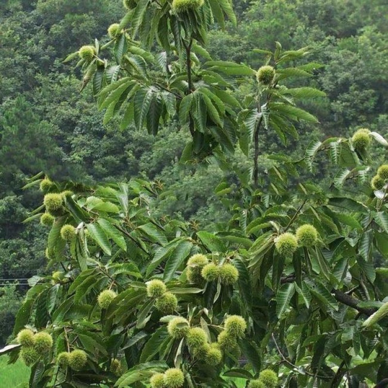 【热销】精品板栗苗，现挖现发，品种纯正，规格齐全死苗补发