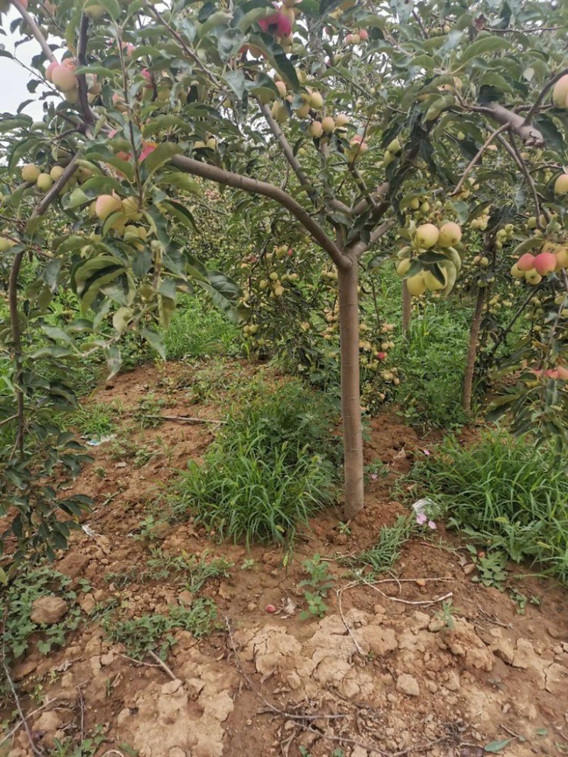 山西占地苹果树，10-15-20公分运城苹果树量大价低