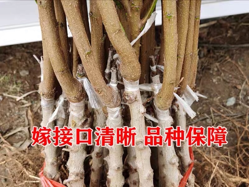 【黄桃苗】精品湖南黄桃苗，死苗补发，包品种，产地一手货源