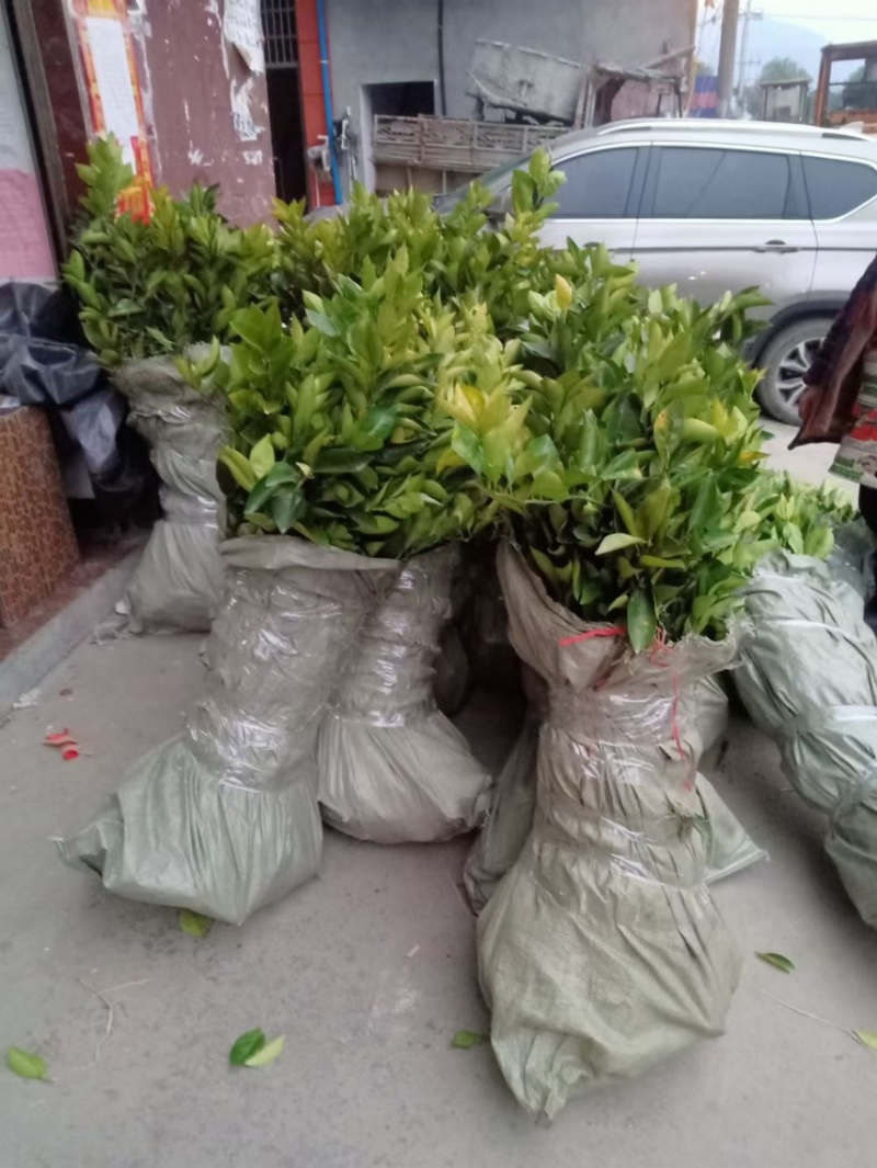 【黄桃苗】精品湖南黄桃苗，死苗补发，包品种，产地一手货源