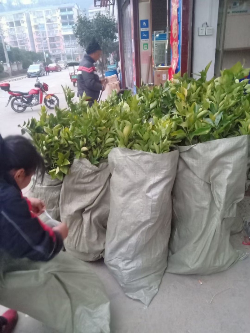【黄桃苗】精品湖南黄桃苗，死苗补发，包品种，产地一手货源
