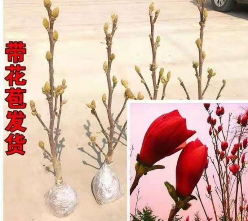 嫁接玉兰矮化盆栽苗高杆绿化带花苞发货包邮