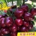 美早樱桃苗正宗嫁接苗当年结果南北方种植盆栽地栽果树苗