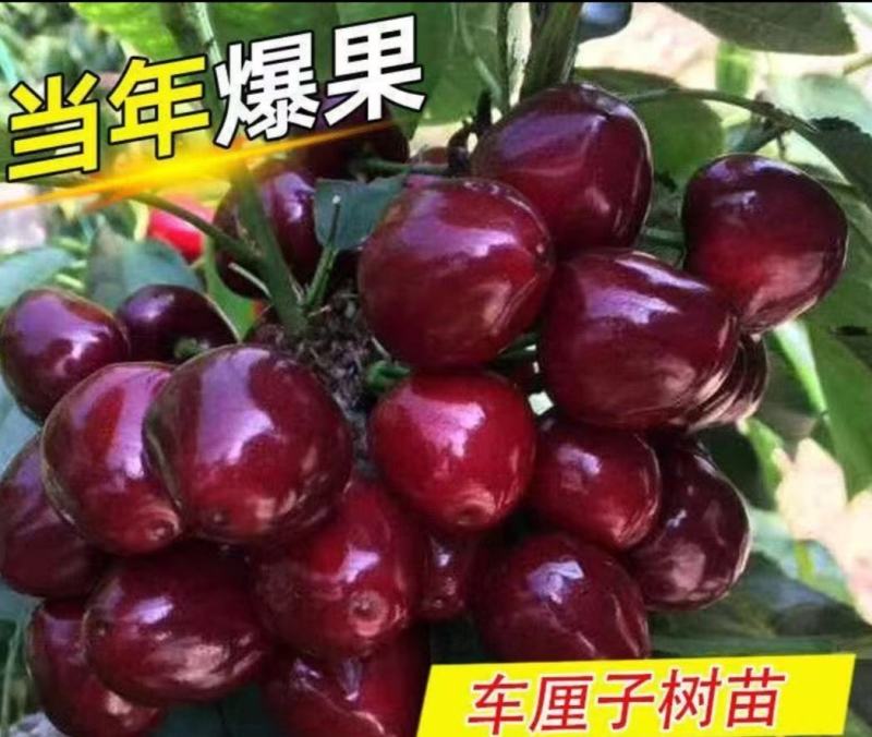 美早樱桃苗正宗嫁接苗当年结果南北方种植盆栽地栽果树苗