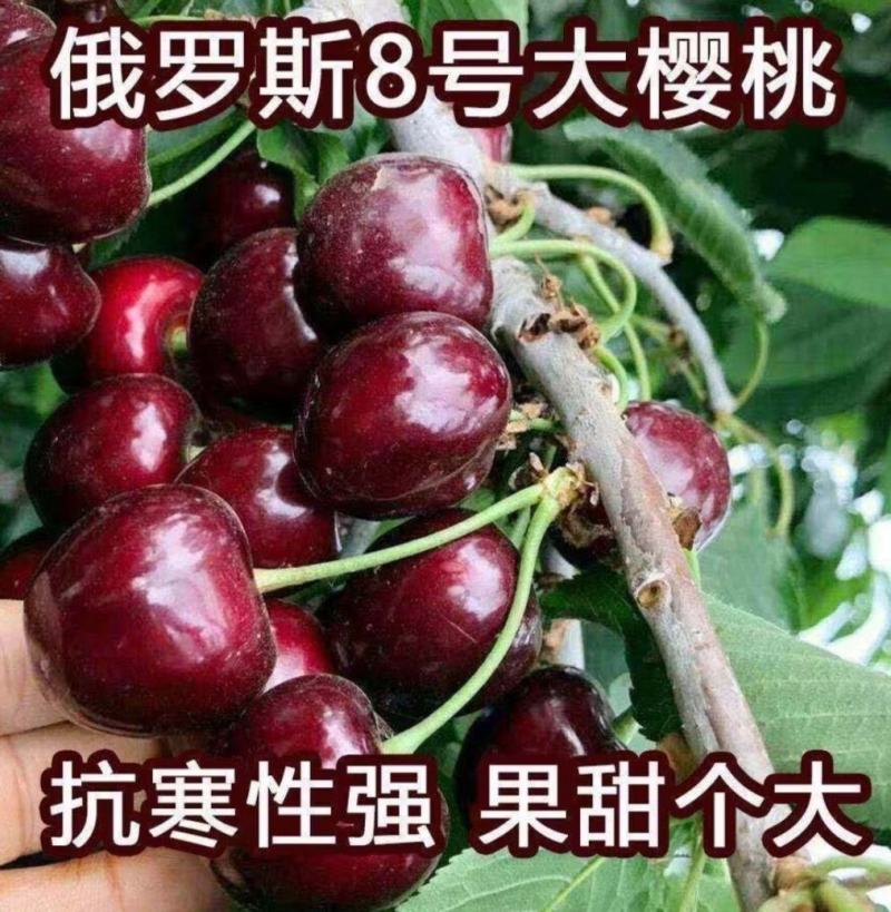 美早樱桃苗正宗嫁接苗当年结果南北方种植盆栽地栽果树苗