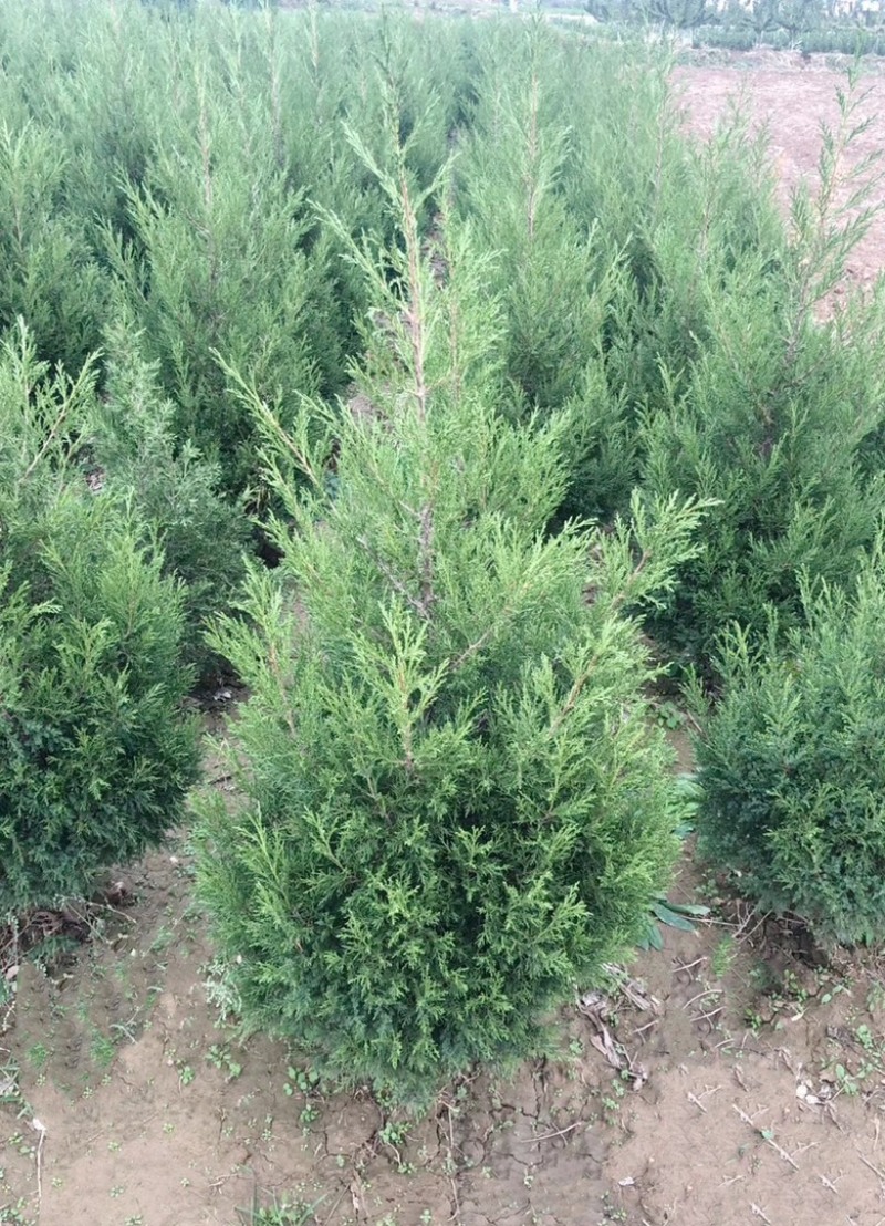 山西运城高度2米蜀侩，2米5蜀侩，3米低价蜀侩