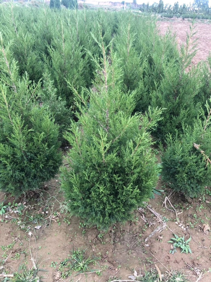 山西运城高度2米蜀侩，2米5蜀侩，3米低价蜀侩