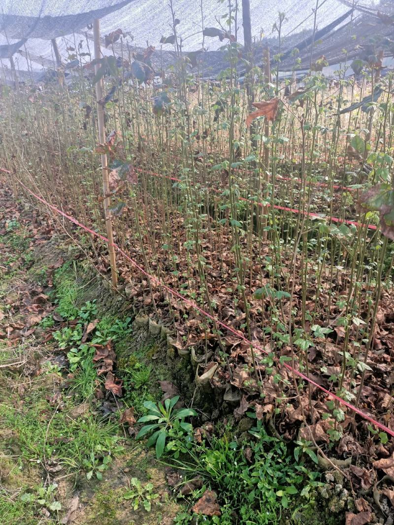 枫香小苗，欢迎大家前来订购，谢谢你们的信任