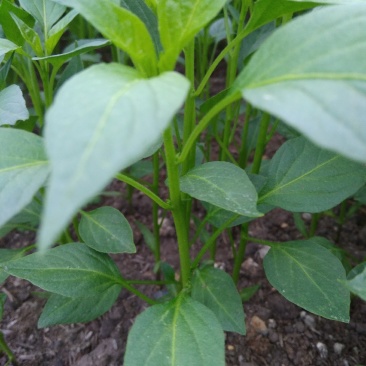 湖南辣椒苗线椒牛角椒朝天椒螺丝椒七彩椒大量批发