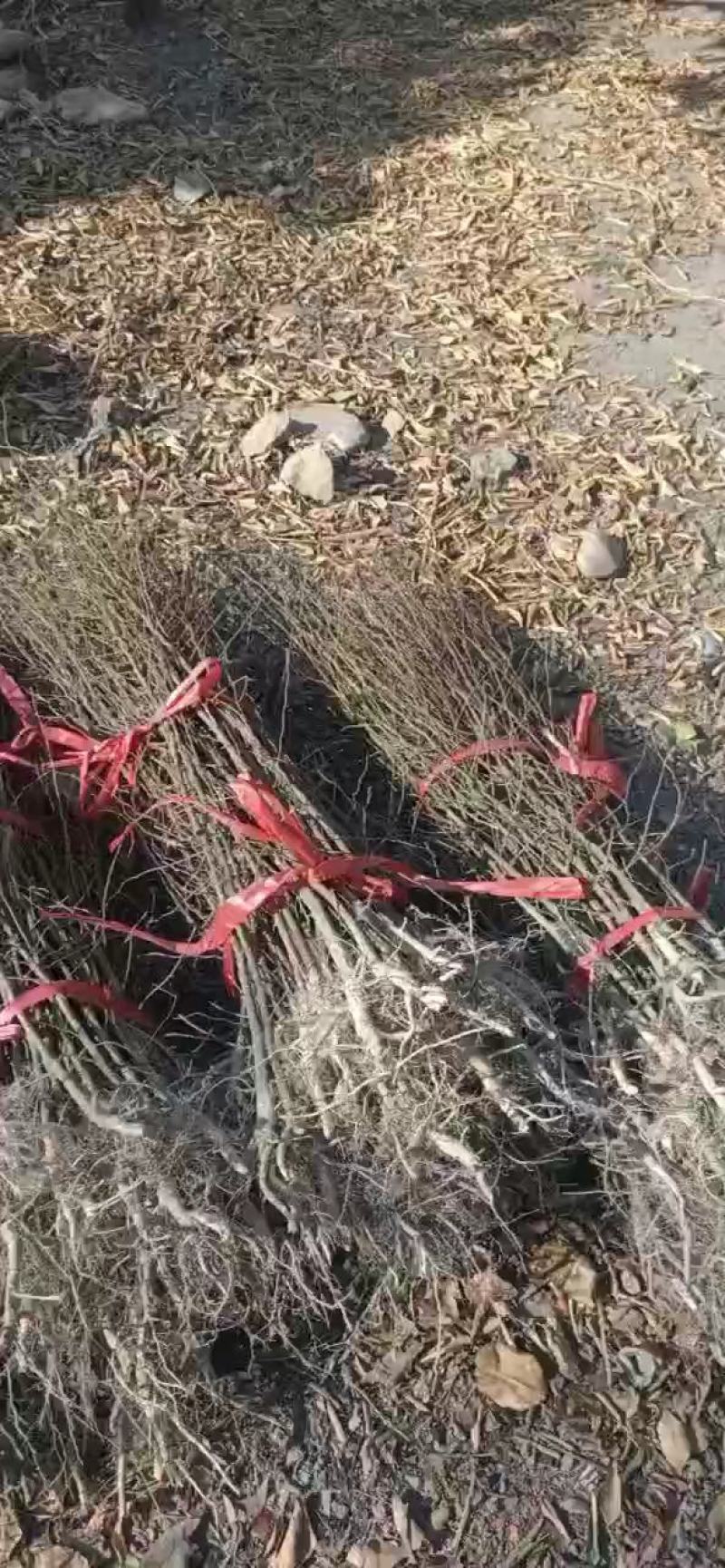 朴树小苗1-2-3-4-5-8公分