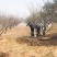 山西8-10公分红梅树基地，12公分红梅，15公分红梅树