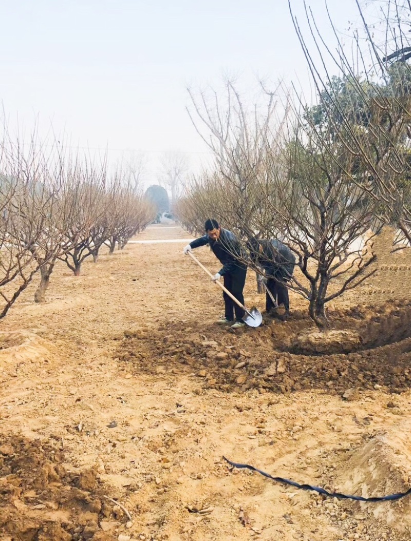 山西8-10公分红梅树基地，12公分红梅，15公分红梅树