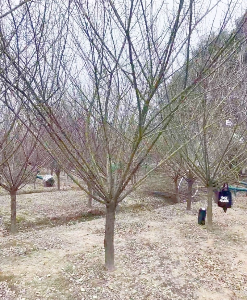 山西8-10公分红梅树基地，12公分红梅，15公分红梅树