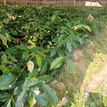 青冈栎，欢迎大家前来订购，谢谢大家的信任