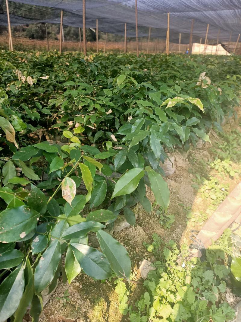 青冈栎，欢迎大家前来订购，谢谢大家的信任