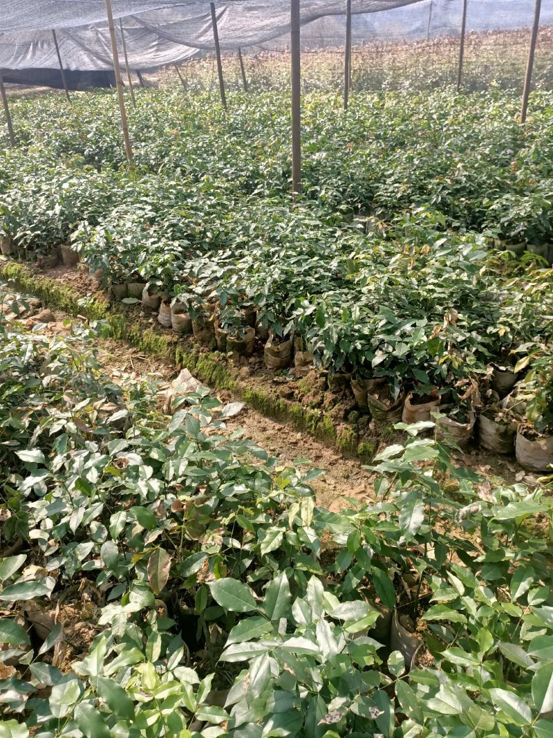 青冈栎，欢迎大家前来订购，谢谢大家的信任