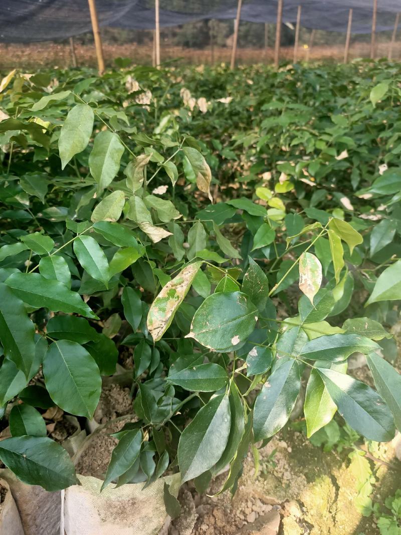 青冈栎，欢迎大家前来订购，谢谢大家的信任