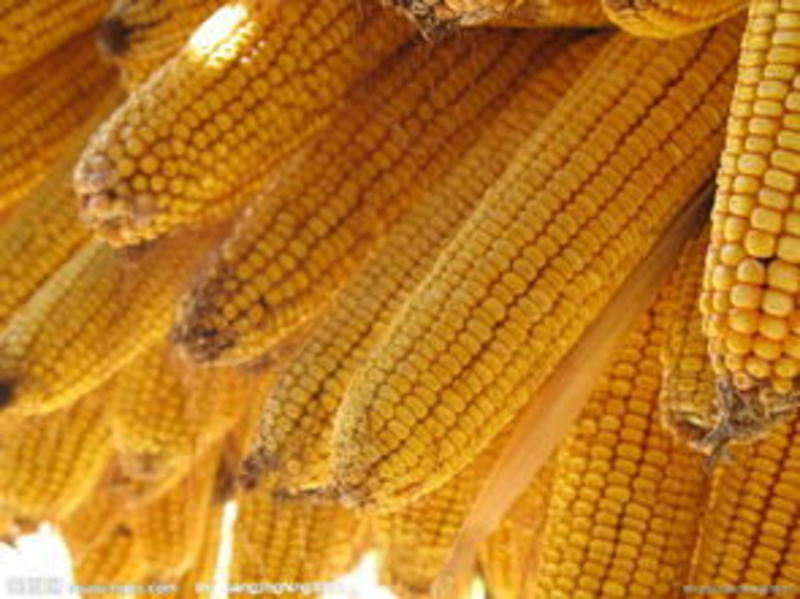 产量高、大棒型玉米新品种—2118、大棒子玉米、玉米种、