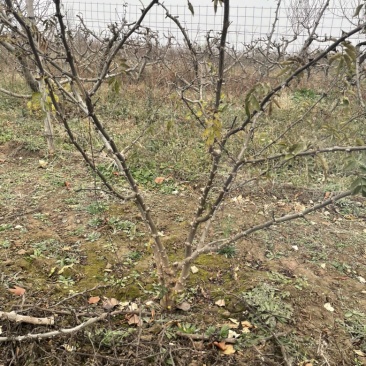 山西花椒苗，丛生花椒树，大红袍花椒苗，无刺花椒苗价格