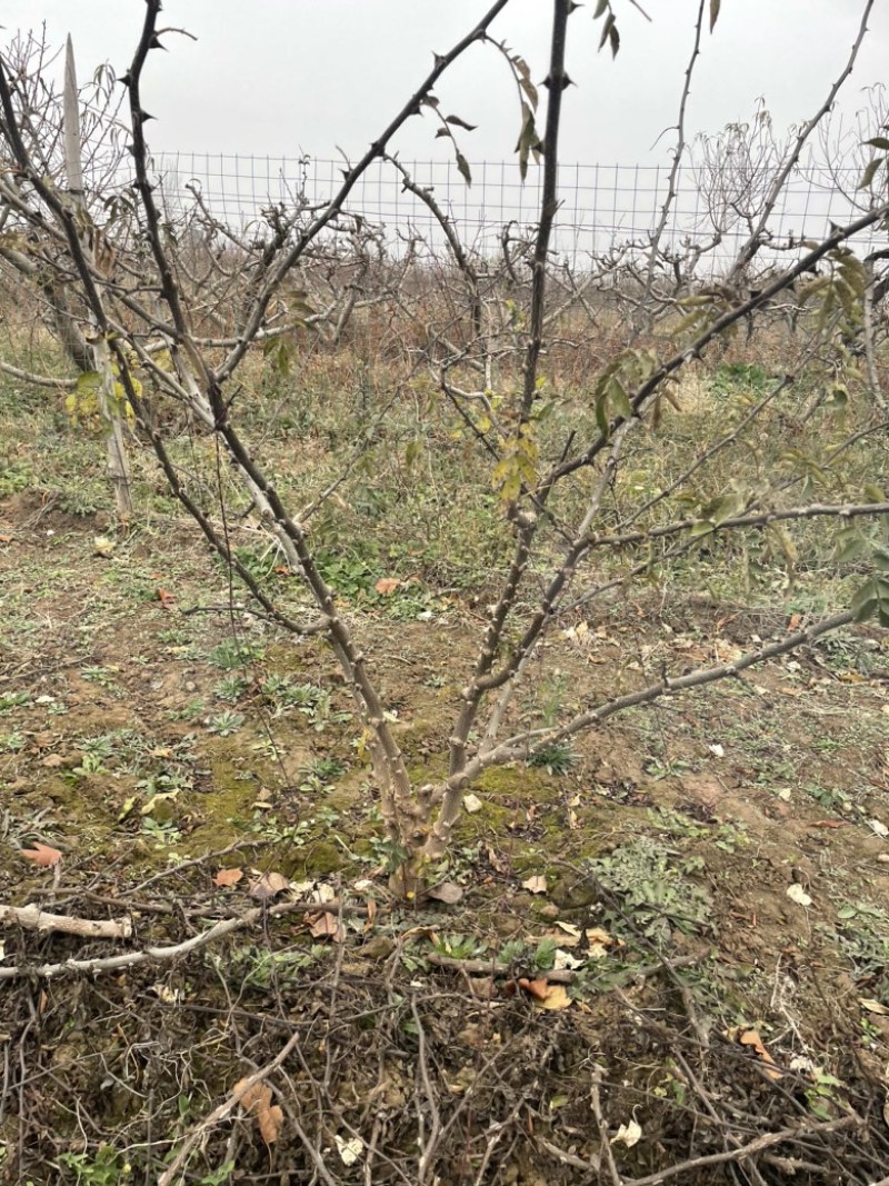 山西花椒苗，丛生花椒树，大红袍花椒苗，无刺花椒苗价格