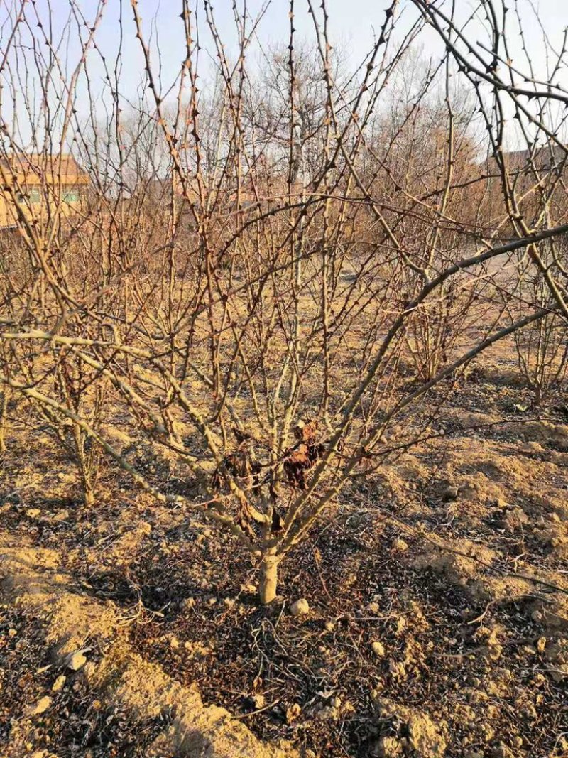 山西花椒苗，丛生花椒树，大红袍花椒苗，无刺花椒苗价格