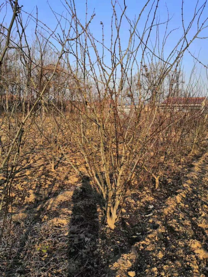 山西花椒苗，丛生花椒树，大红袍花椒苗，无刺花椒苗价格