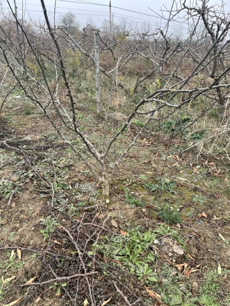 山西花椒苗，丛生花椒树，大红袍花椒苗，无刺花椒苗价格