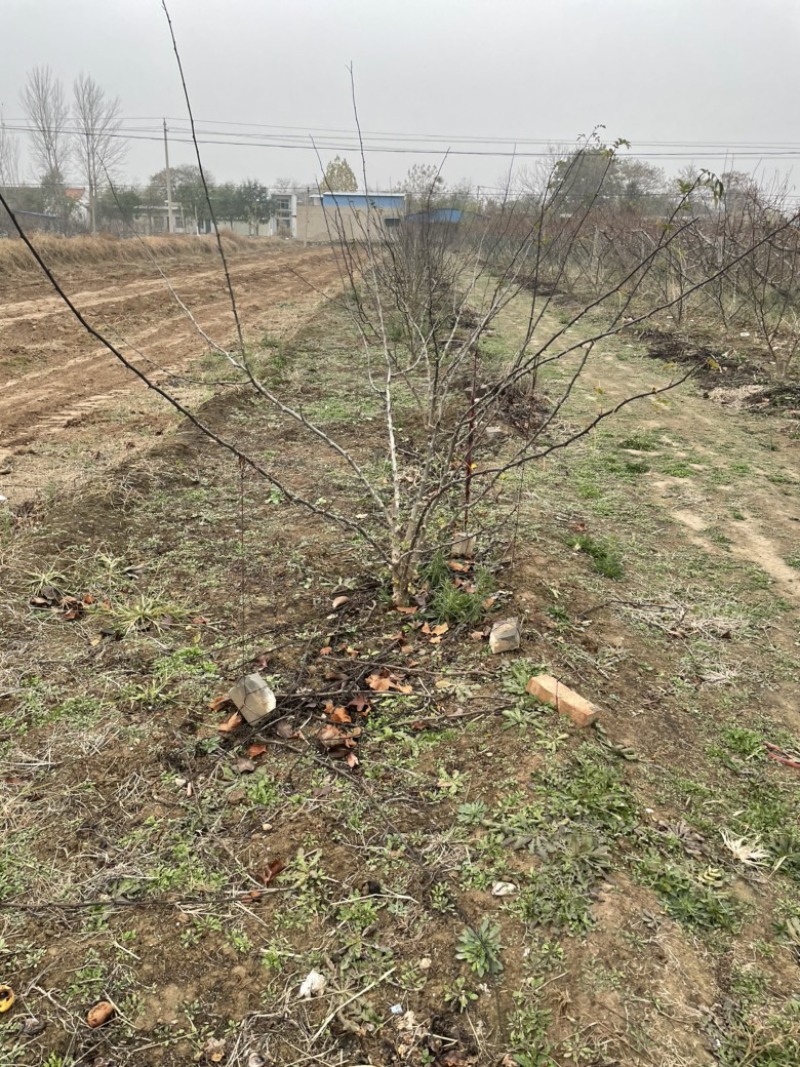 山西花椒苗，丛生花椒树，大红袍花椒苗，无刺花椒苗价格