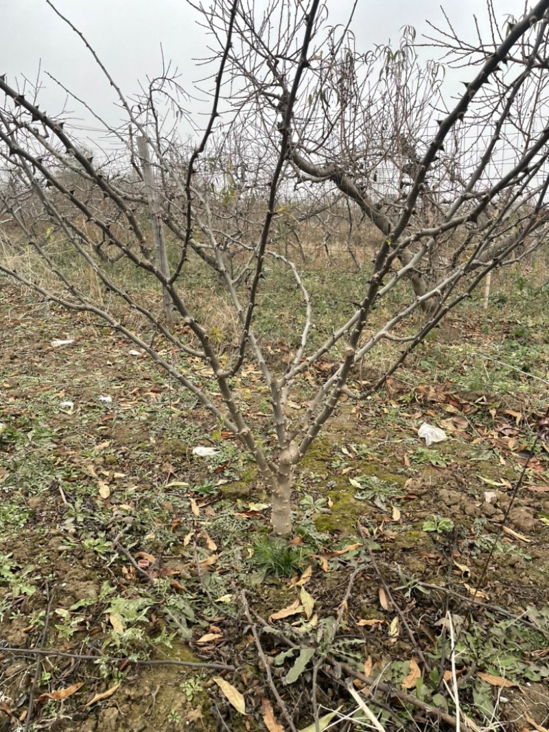 山西花椒苗，丛生花椒树，大红袍花椒苗，无刺花椒苗价格