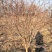 山西花椒苗，丛生花椒树，大红袍花椒苗，无刺花椒苗价格