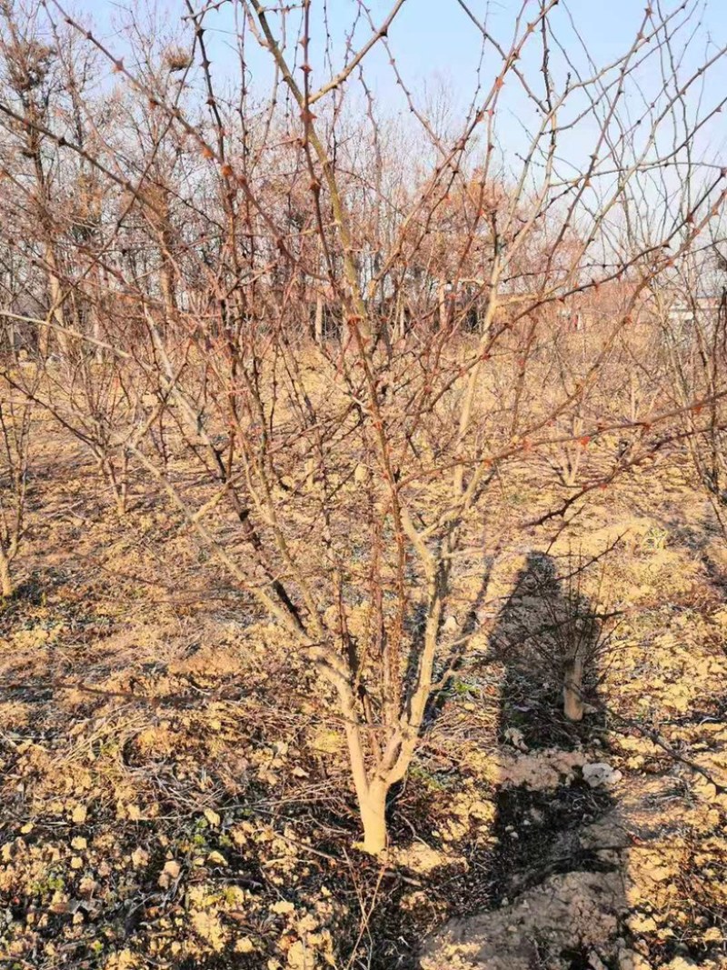 山西花椒苗，丛生花椒树，大红袍花椒苗，无刺花椒苗价格