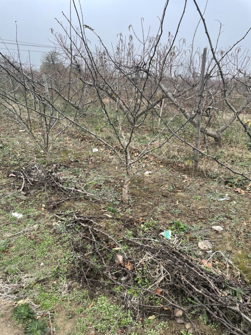 山西花椒苗，丛生花椒树，大红袍花椒苗，无刺花椒苗价格