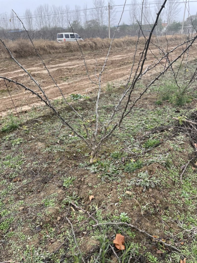 山西花椒苗，丛生花椒树，大红袍花椒苗，无刺花椒苗价格