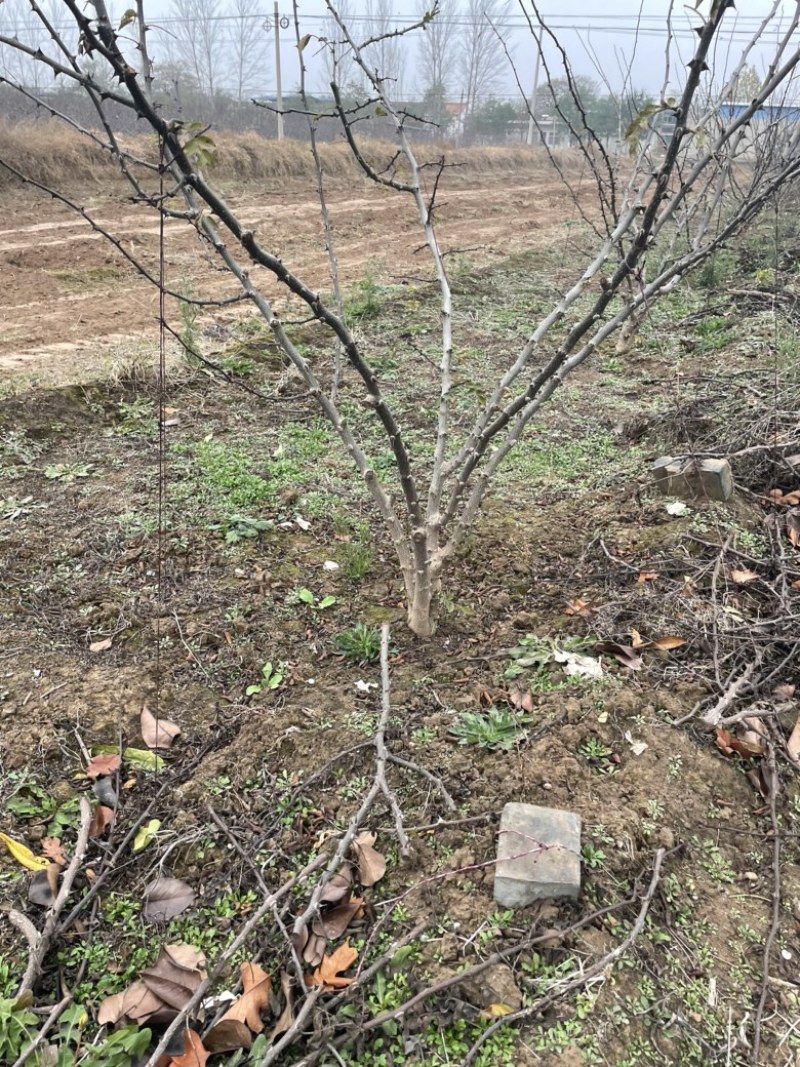 山西花椒苗，丛生花椒树，大红袍花椒苗，无刺花椒苗价格