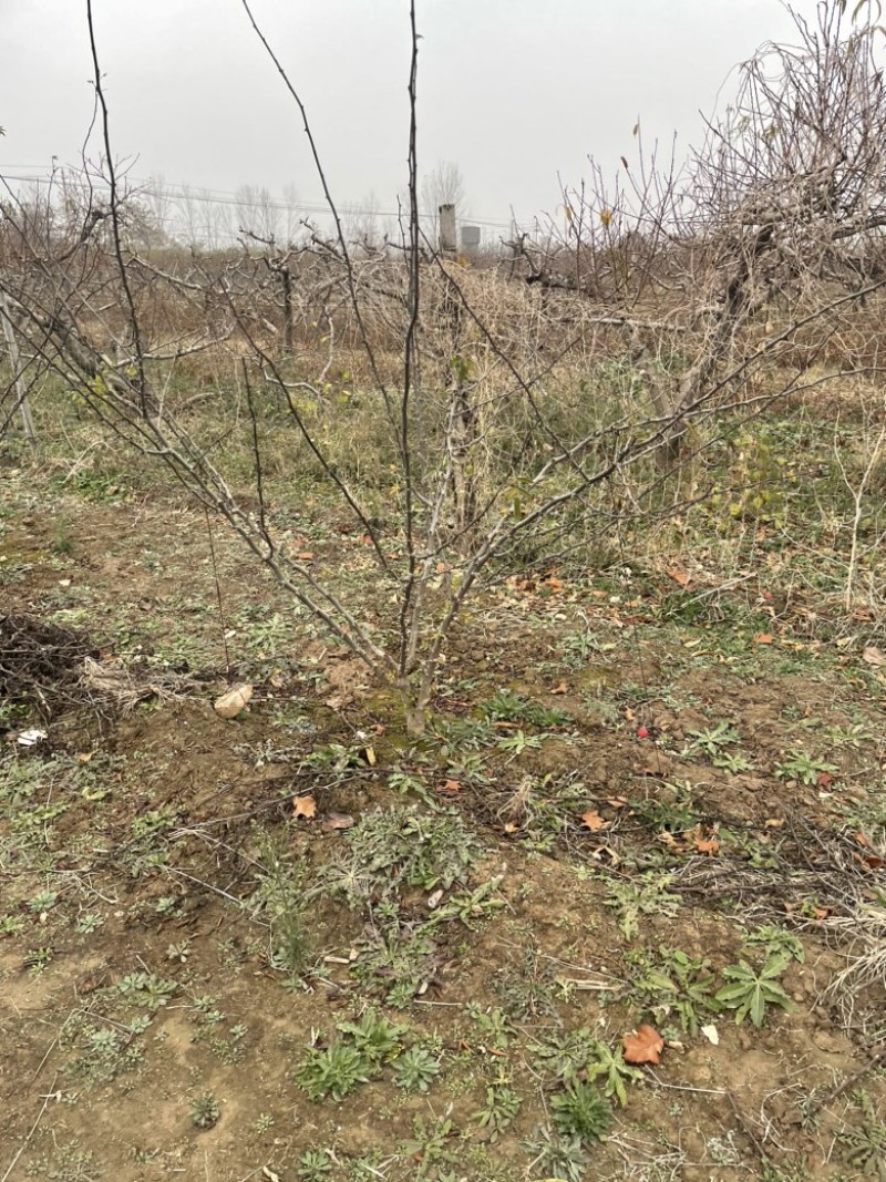 山西花椒苗，丛生花椒树，大红袍花椒苗，无刺花椒苗价格