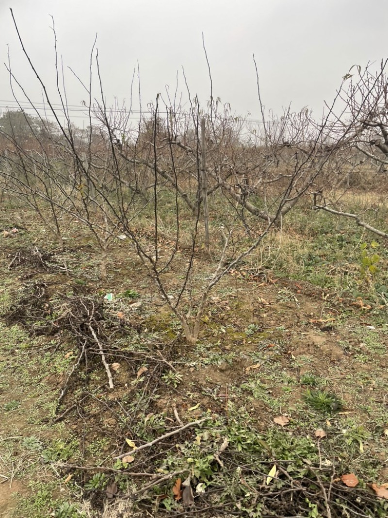 山西花椒苗，丛生花椒树，大红袍花椒苗，无刺花椒苗价格
