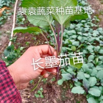 茄子苗长墨茄苗，苗子大根，口感好