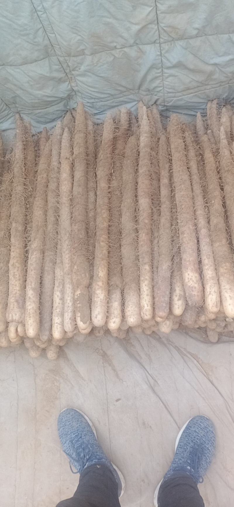 麻山药棒山药，条形顺溜有粗度，圆滚，各种规格都有现货！