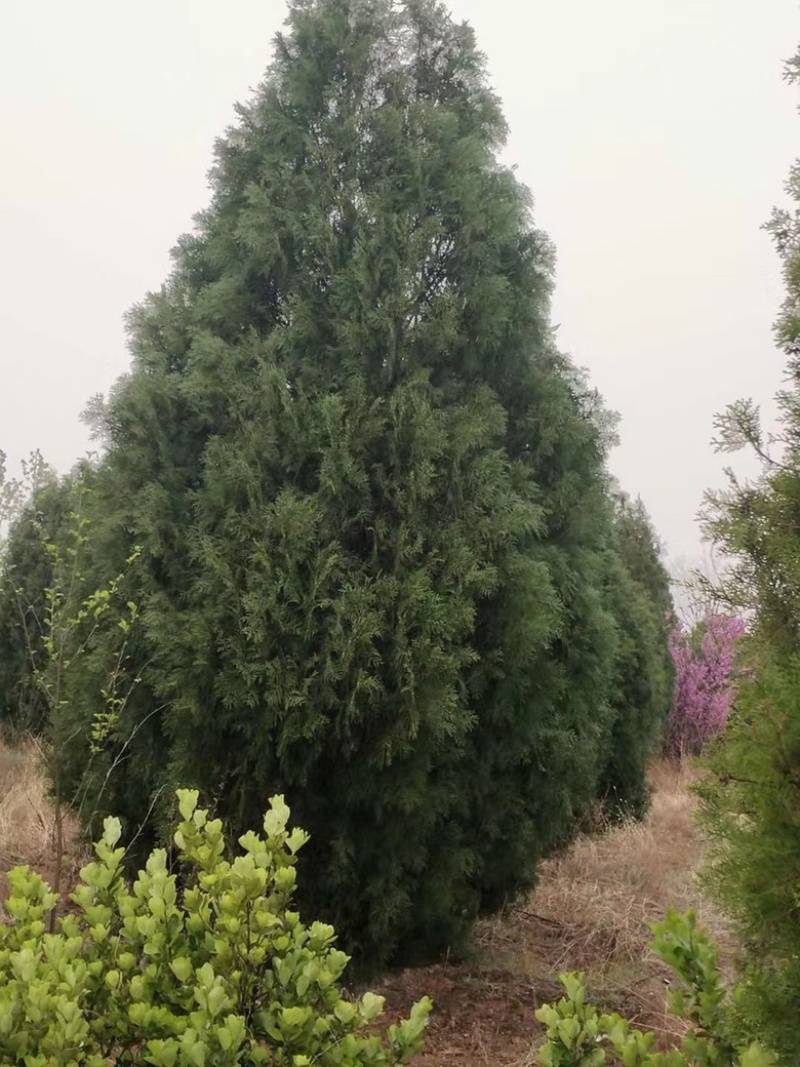 山西侧柏基地，3米侧柏，4米侧柏，5米侧柏价格多少钱