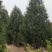 山西侧柏基地，3米侧柏，4米侧柏，5米侧柏价格多少钱