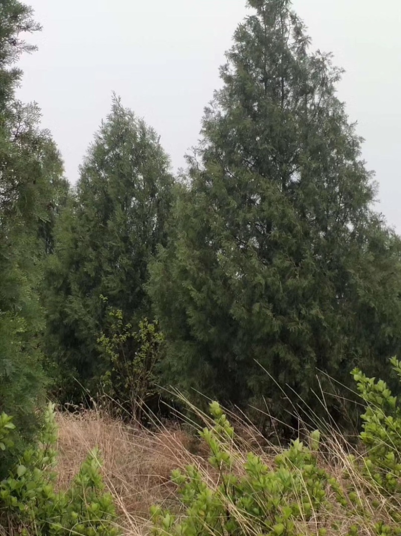 山西侧柏基地，3米侧柏，4米侧柏，5米侧柏价格多少钱