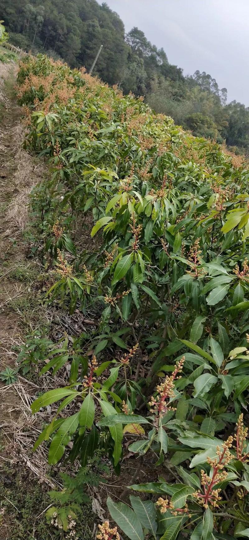 桂七芒果苗芒果苗正品嫁接杯苗裸根