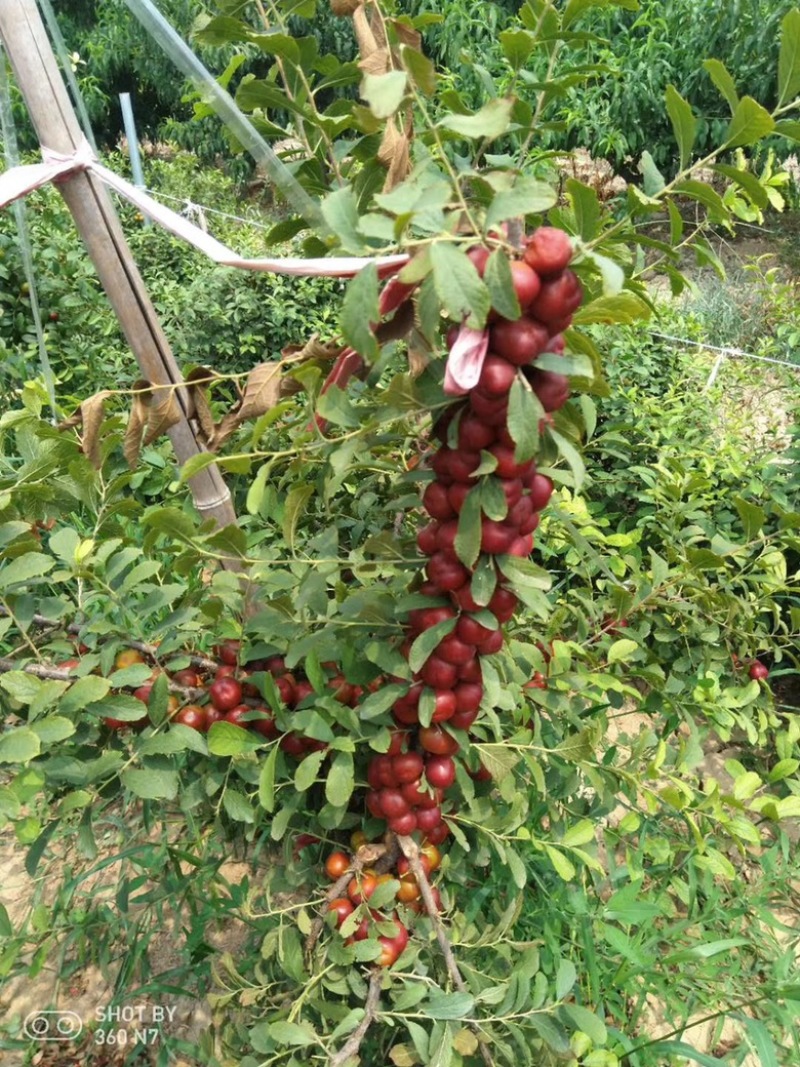 山西中华钙果苗，农大钙果苗，圆叶钙果苗，尖叶钙果苗