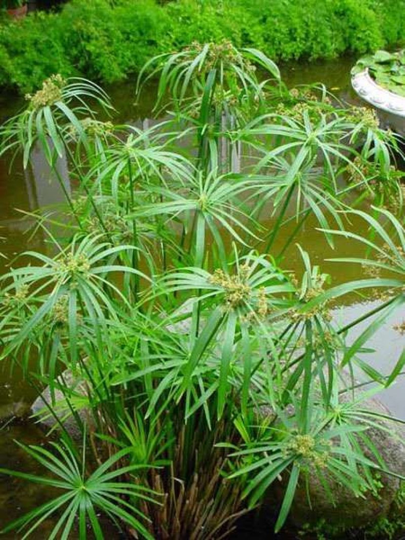 旱伞草，价格优惠基地直供，欢迎大家咨询