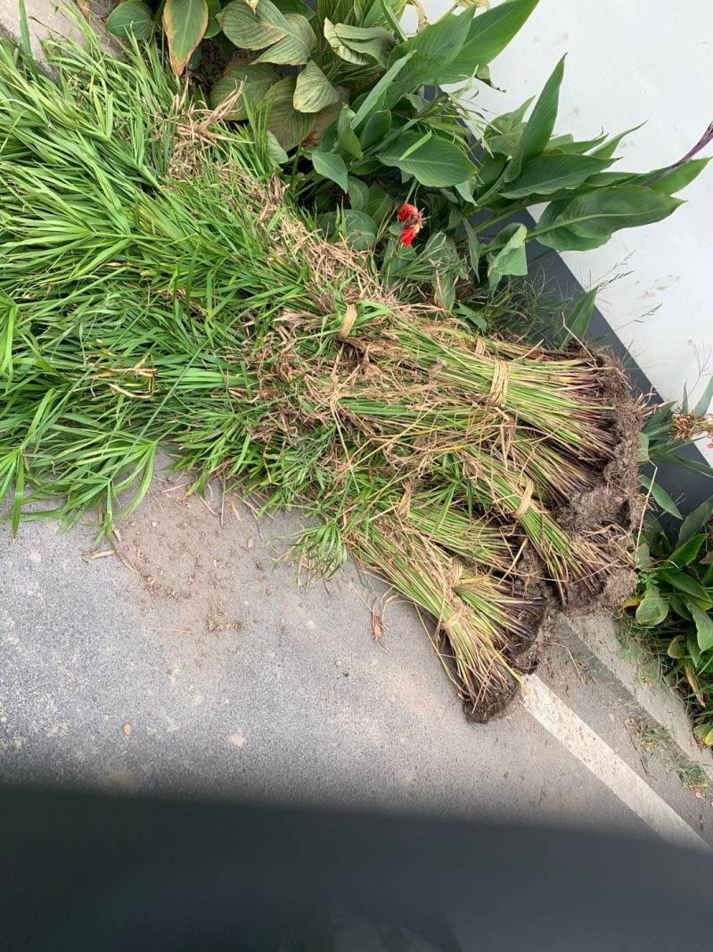 旱伞草，价格优惠基地直供，欢迎大家咨询