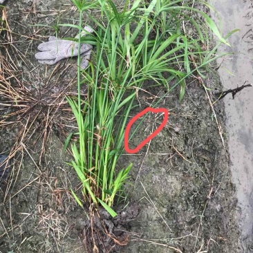 旱伞草，价格优惠基地直供，欢迎大家咨询