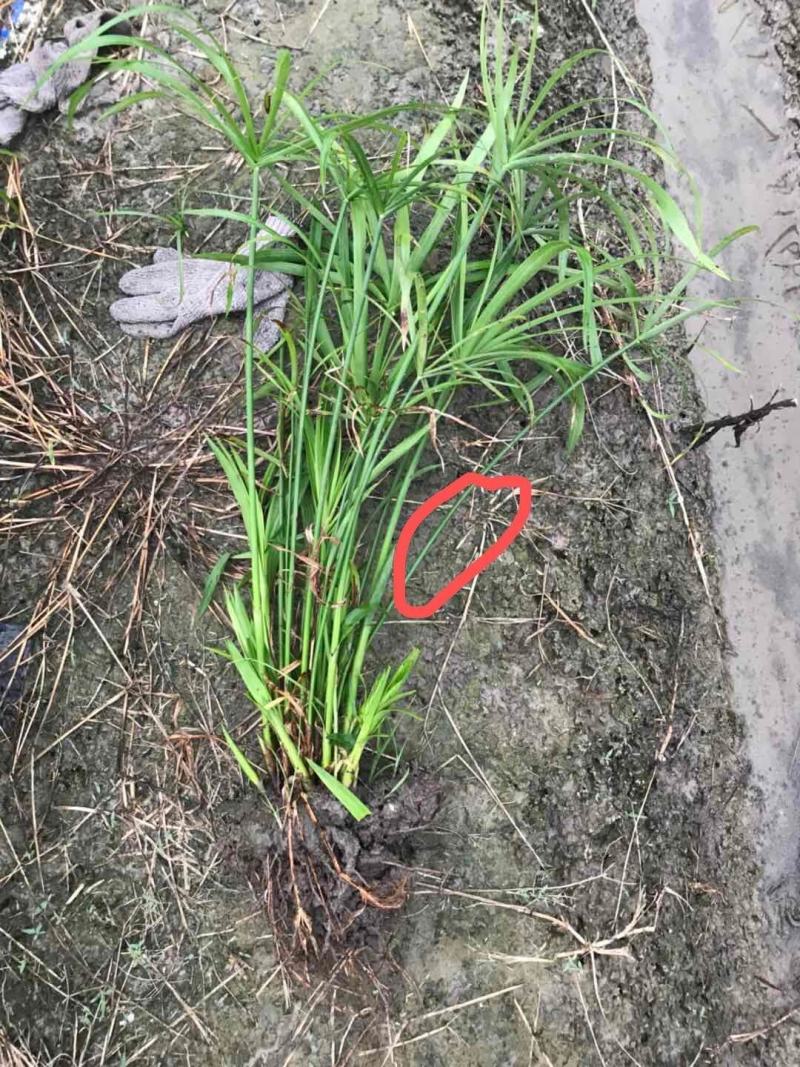 旱伞草，价格优惠基地直供，欢迎大家咨询