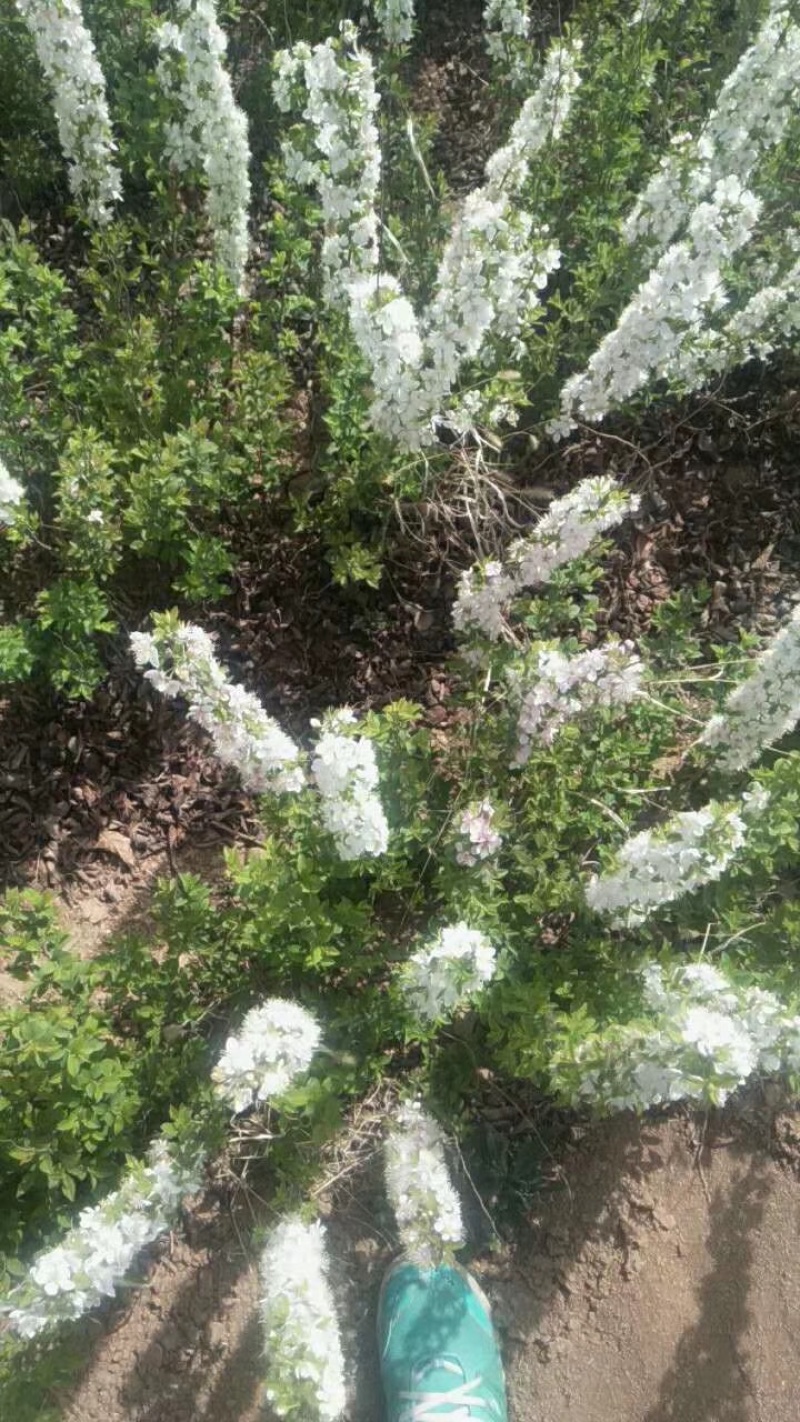 山西中华钙果苗，农大钙果苗，圆叶钙果苗，尖叶钙果苗