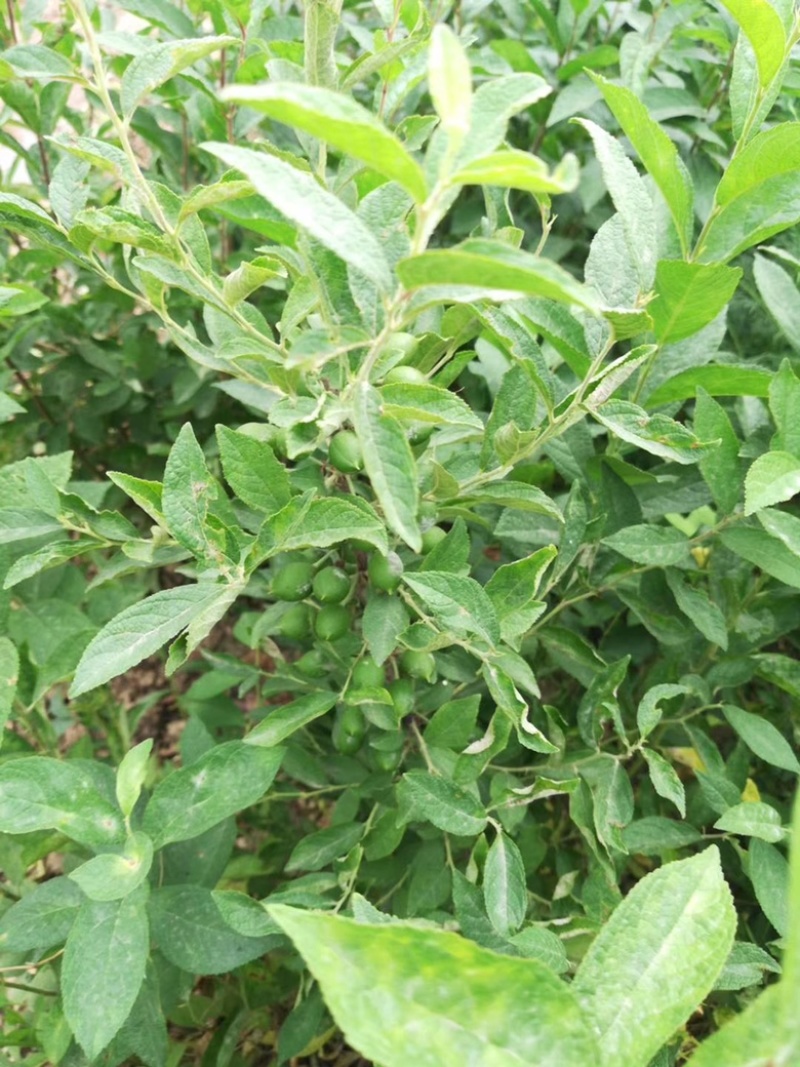 山西中华钙果苗，农大钙果苗，圆叶钙果苗，尖叶钙果苗