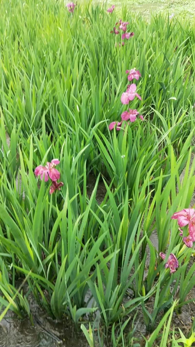 鸢尾水生鸢尾，正宗水生鸢尾，价格优惠